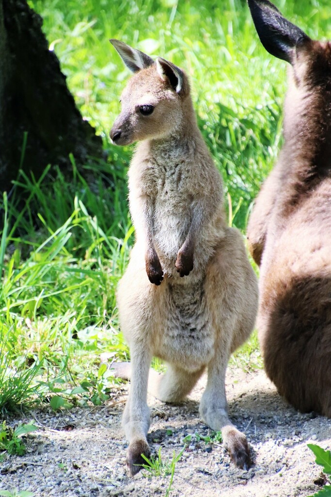 Baby Kangaroo by randy23
