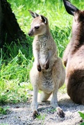 24th May 2022 - Baby Kangaroo