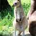 Baby Kangaroo by randy23
