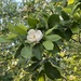 Sweet Bay Magnolia Tree by essiesue