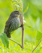 23rd May 2022 - Female Red-Winged Blackbird