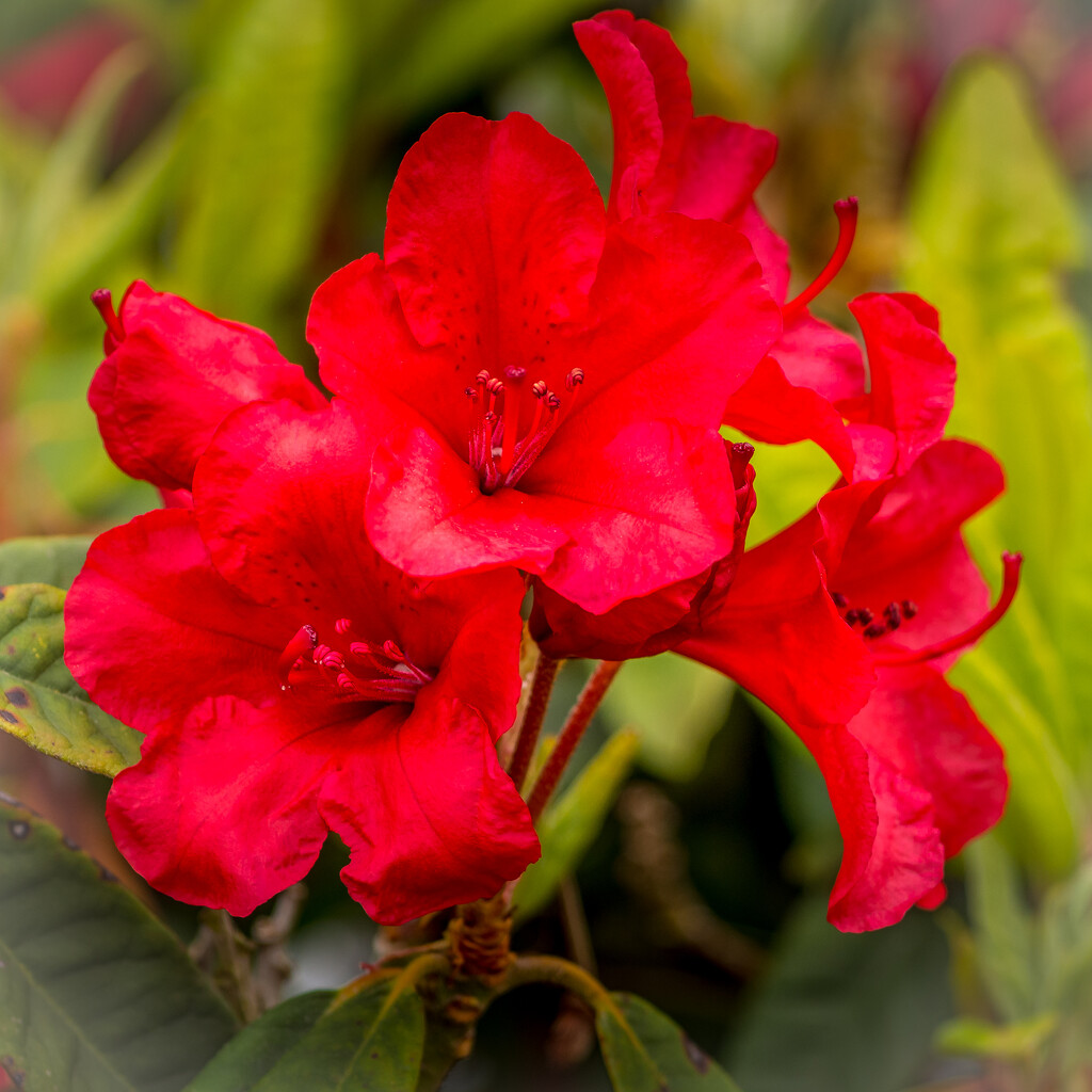Rhododendron by cdcook48