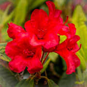 26th May 2022 - Rhododendron