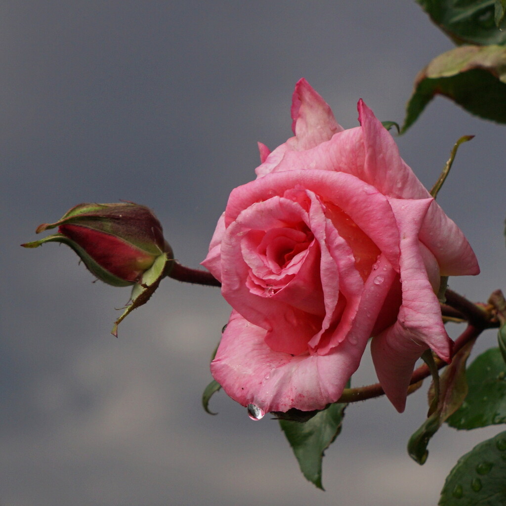 rose after rain by quietpurplehaze