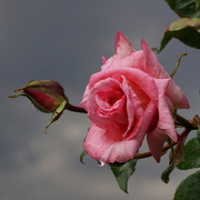 27th May 2022 - rose after rain
