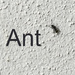 ant by sugarmuser