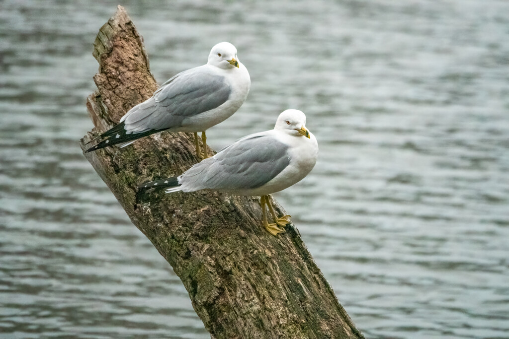 Ring-billed Gulls by jyokota