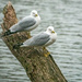 Ring-billed Gulls by jyokota