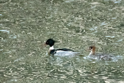 2nd May 2022 - Red Breasted Merganser Couple