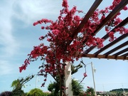 27th May 2022 - Corfu Flowers 