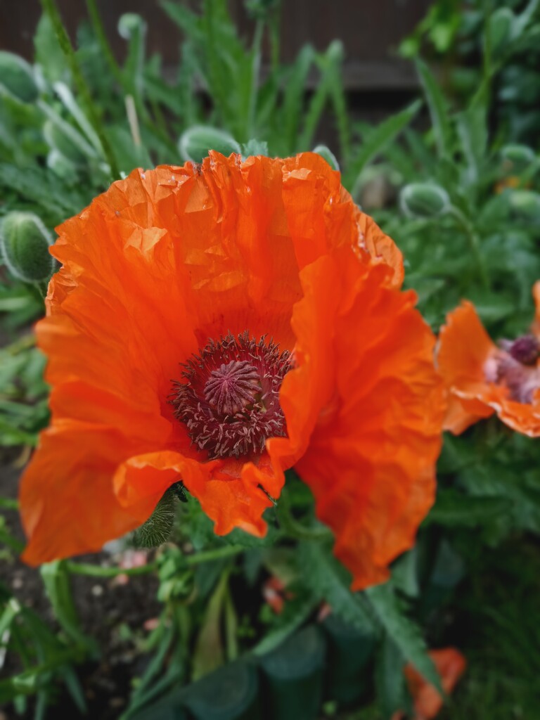 A cracker of a poppy by 365projectorgjoworboys