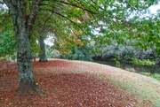 27th May 2022 - Autumn leaves