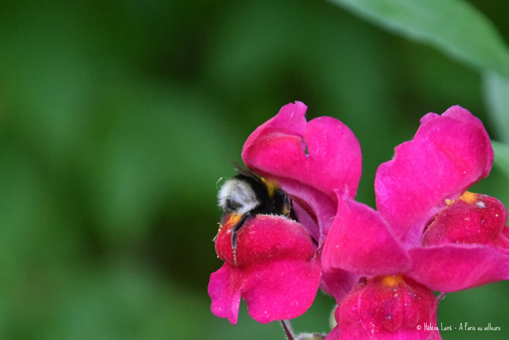 Bumblebee in snapdragon by parisouailleurs