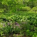 The Skunk Cabbage Patch by meotzi