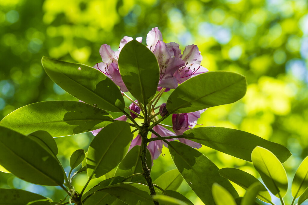 Catawba Rhododendron  by kvphoto