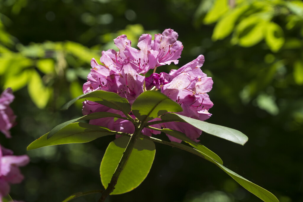 Catawba Rhododendron by kvphoto