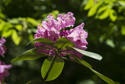 27th May 2022 - Catawba Rhododendron
