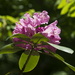 Catawba Rhododendron by kvphoto