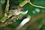 27th May 2022 - Little goldcrest