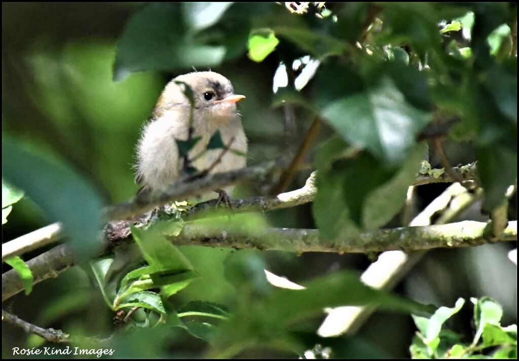 Young goldcrest by rosiekind