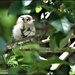 Young goldcrest by rosiekind