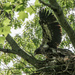 Juvenile Bald Eagle Spreading Wings