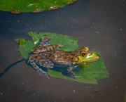 27th May 2022 - Frog on a Lily Pad