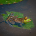 Frog on a Lily Pad