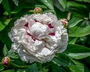 27th May 2022 - Peppermint Peony