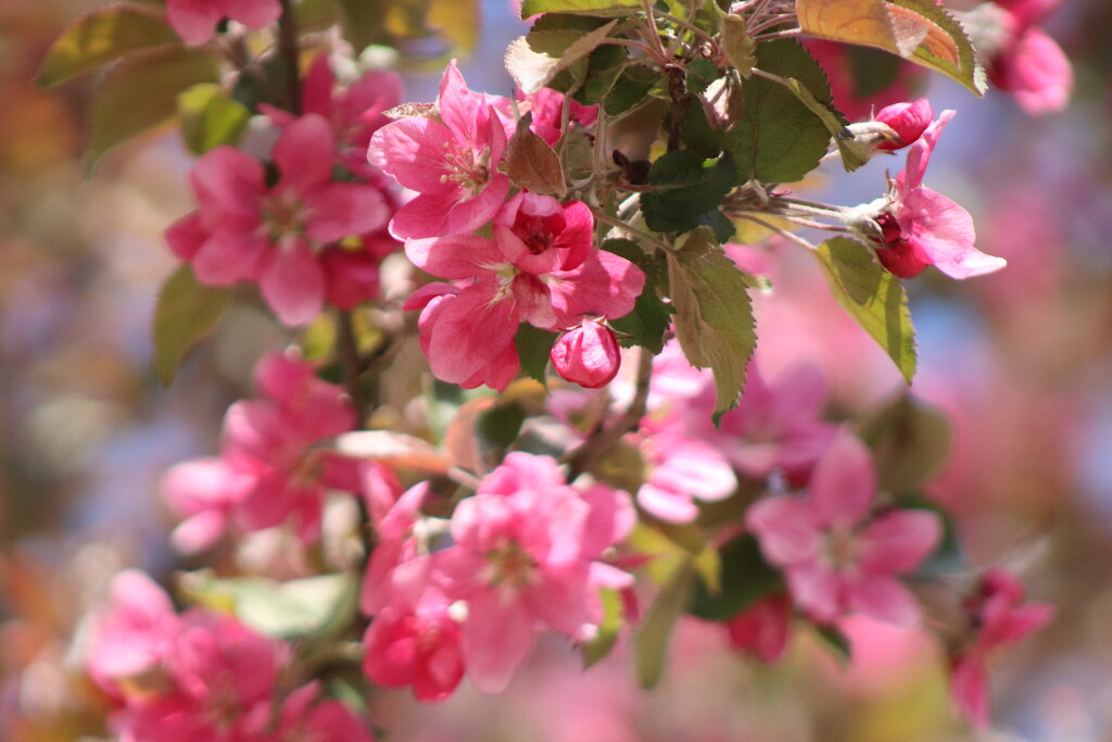 Apple tree in bloom. by nyngamynga