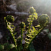 Good Morning Ferns by revken70