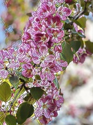27th May 2022 - Crabapple  Blossoms  