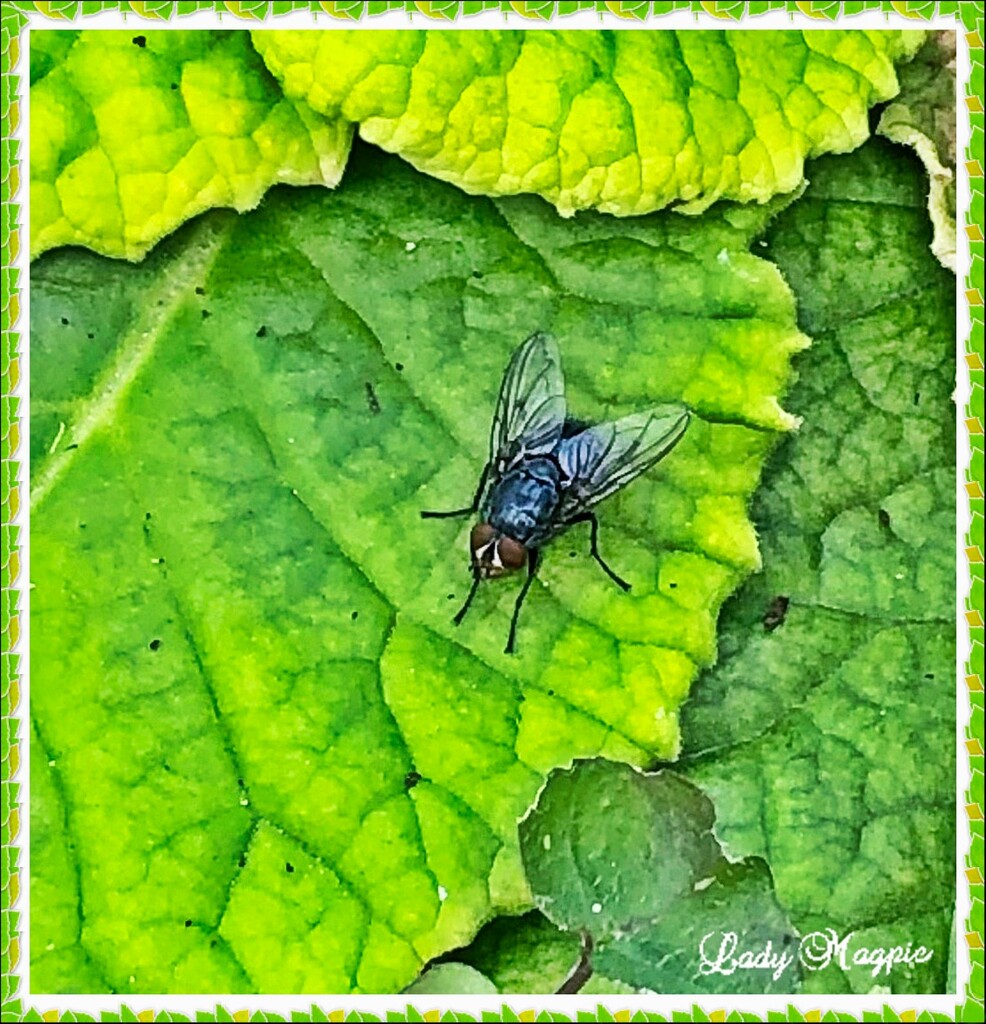 The Life of a Fly. by ladymagpie
