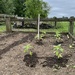 Planting  by beckyk365