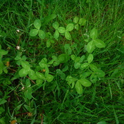 27th May 2022 - Clover?