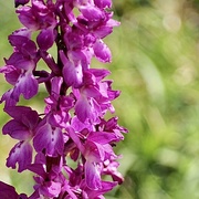 27th May 2022 - Wild orchid