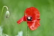 27th May 2022 - Red Poppy