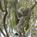 mamma Ellie by koalagardens