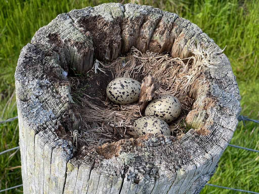 Oystercatcher Nest by lifeat60degrees