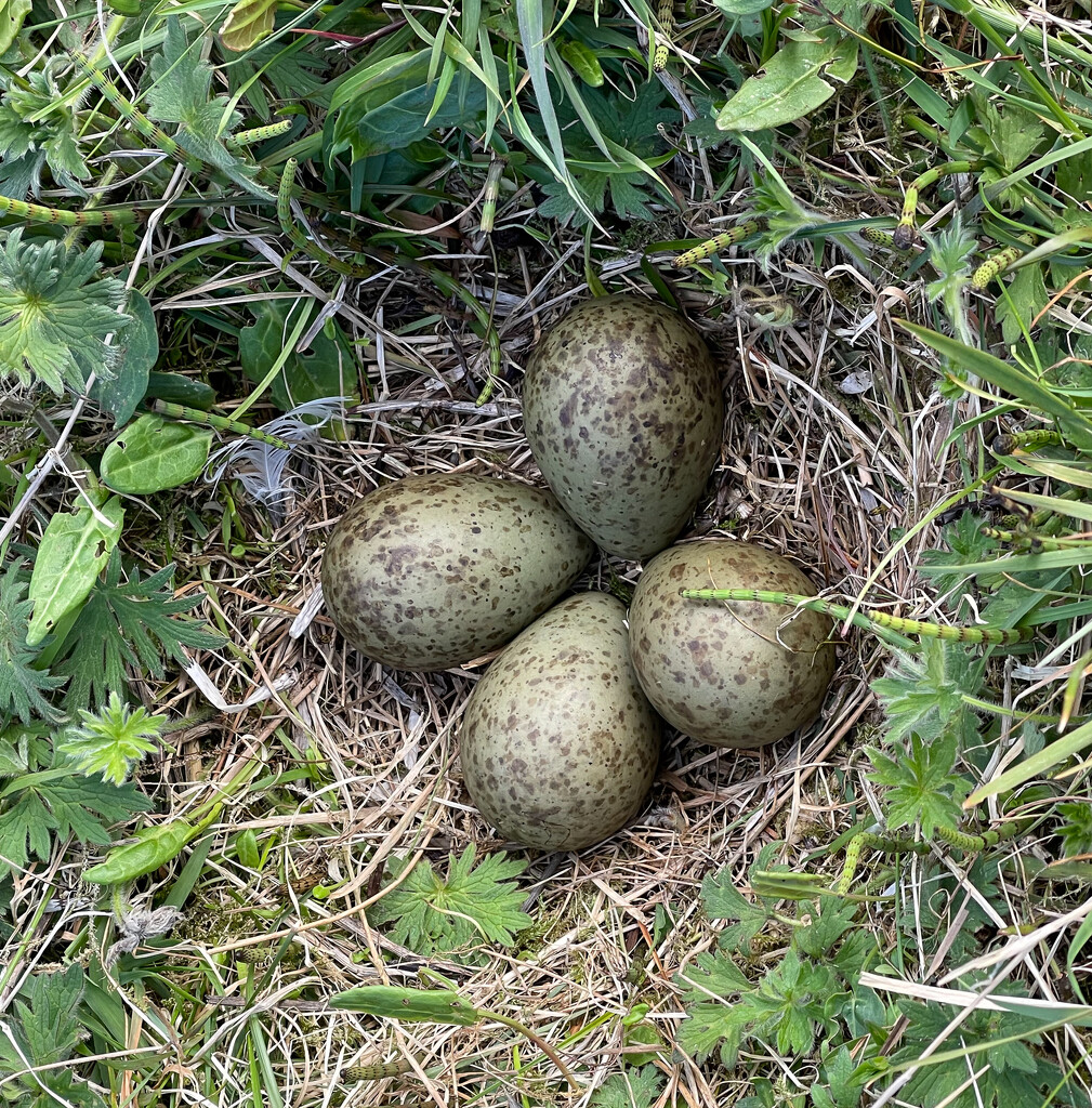 Curlew Nest by lifeat60degrees