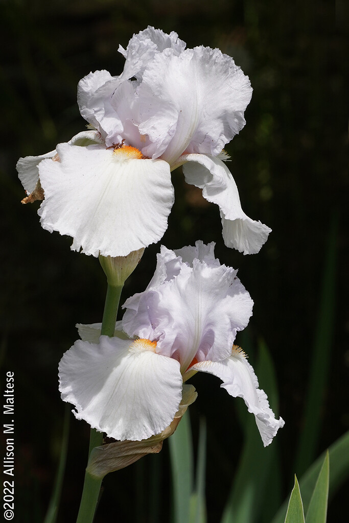 White Irises by falcon11