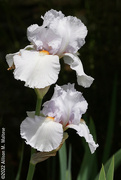 27th May 2022 - White Irises