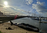 27th May 2022 - Beached