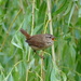 Tiny bird, huge voice by jesika2