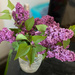 My lilacs by joansmor