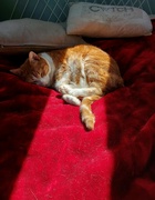 27th May 2022 - Misty sleeping in the sunlight. 