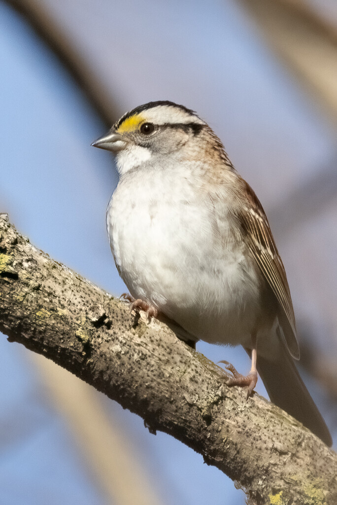 Song Sparrow by jyokota