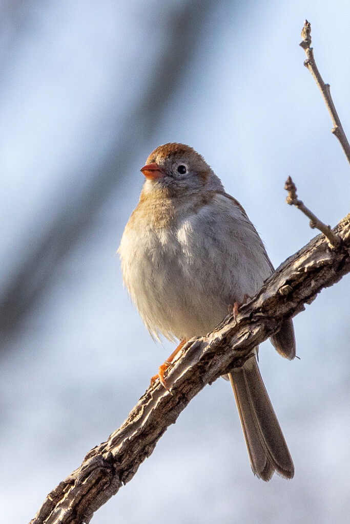 Field Sparrow by jyokota