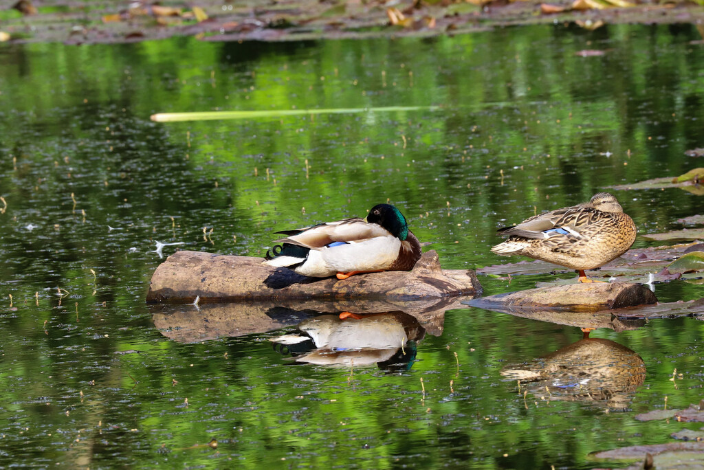 Let Sleeping Ducks Lie by phil_sandford