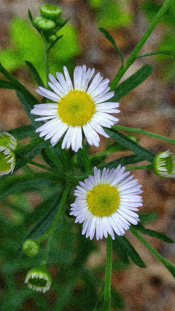 Painted daisy fleabane... by marlboromaam